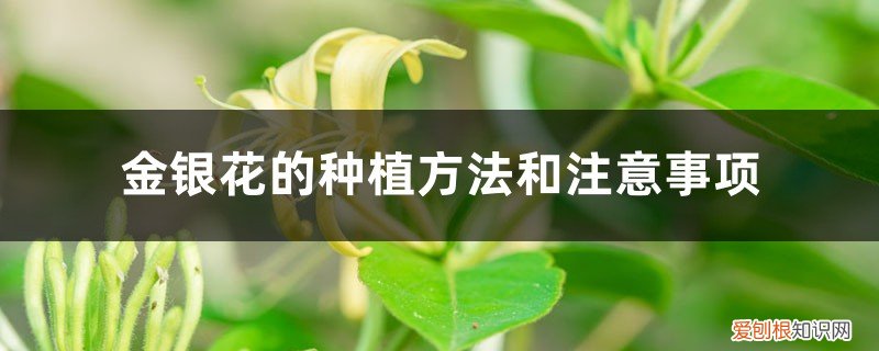 金银花的种植方法和条件 金银花的种植方法和注意事项,每亩种植多少株