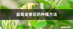 如何盆栽金银花 盆栽金银花的种植方法，用多大的盆