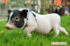 巴马香猪气喘病怎样治疗，巴马香猪常见病