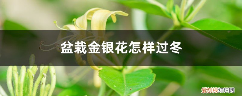 金银花冬天怎么养护 盆栽金银花怎样过冬,怕冻吗