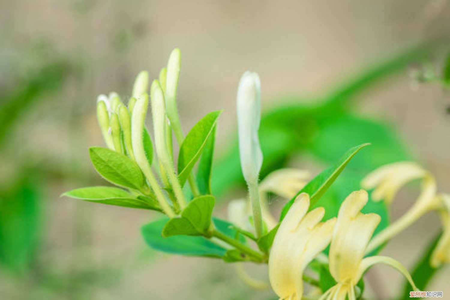 金银花冬天怎么养护 盆栽金银花怎样过冬,怕冻吗