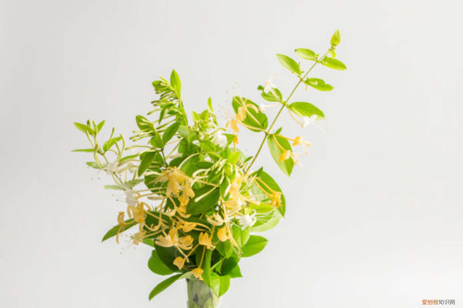 金银花冬天怎么养护 盆栽金银花怎样过冬,怕冻吗