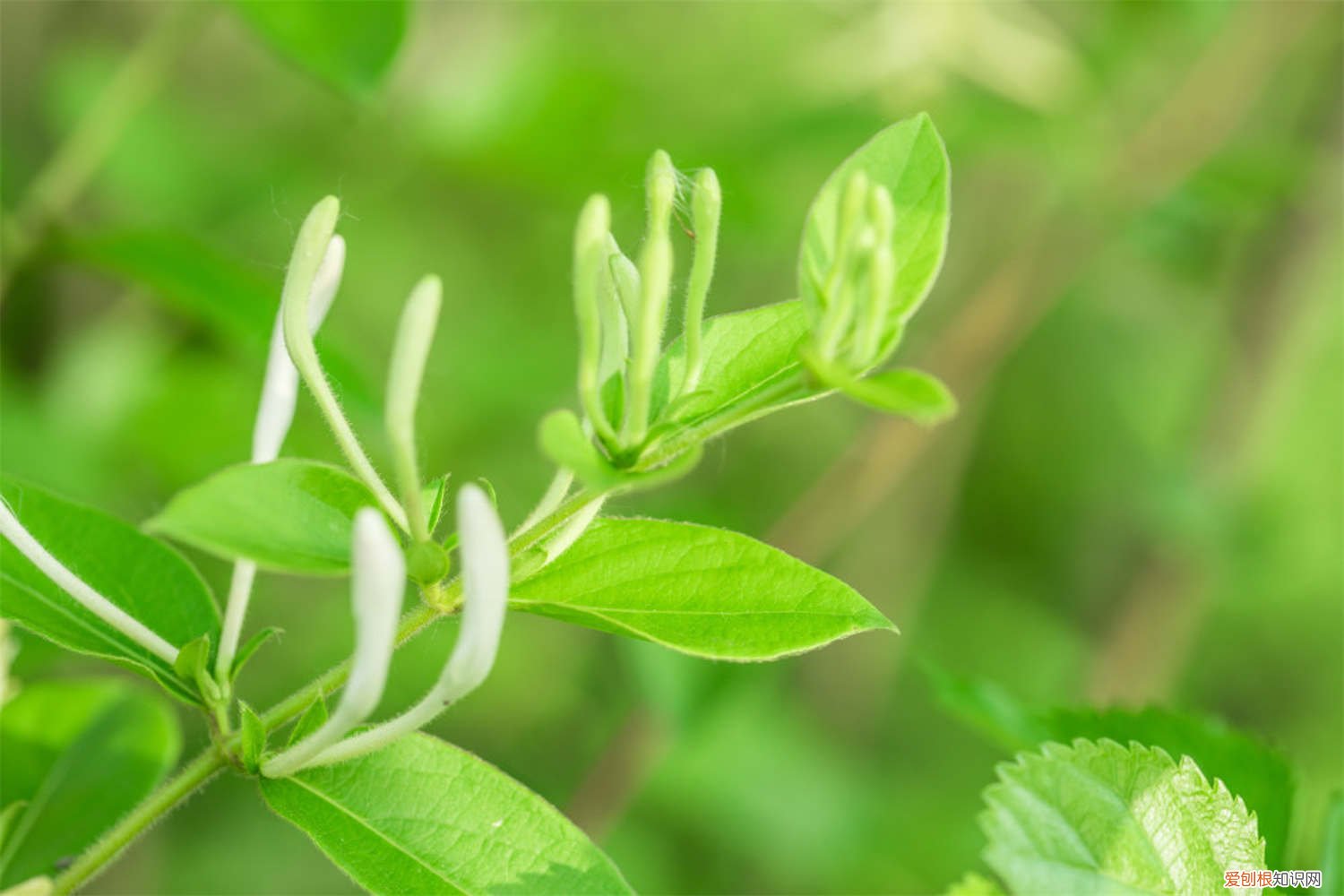 金银花怎样盆栽 金银花怎么种植盆栽，怎么种植好
