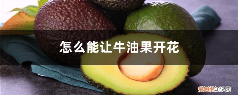 牛油果开花以后的管理 怎么能让牛油果开花,种牛油果树怎么快开花