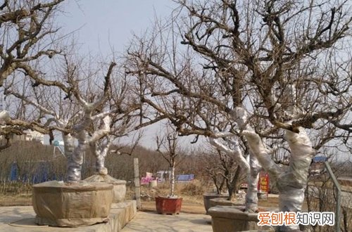 图 北方石榴树怎么防冻 最好的防冻保暖方法是什么