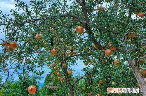 图 北方石榴树怎么防冻 最好的防冻保暖方法是什么