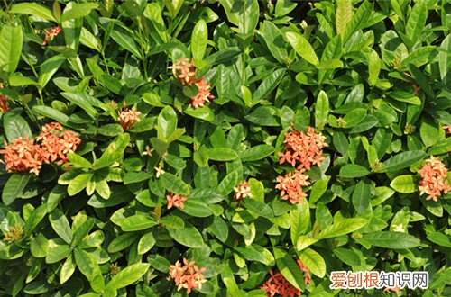 图 龙船花怎么过冬 龙船花冬天怎么养殖