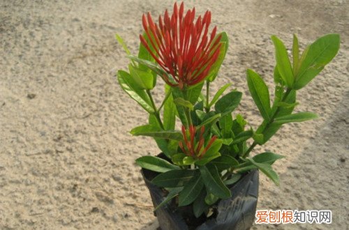 图 龙船花怎么过冬 龙船花冬天怎么养殖