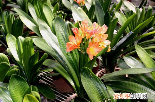 图 君子兰冬天怎么养 怎么浇水