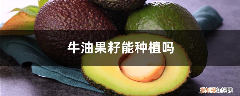 牛油果籽能种植吗,牛油果的种子怎么种植视频 牛油果籽能种植吗，牛油果的种子怎么种植