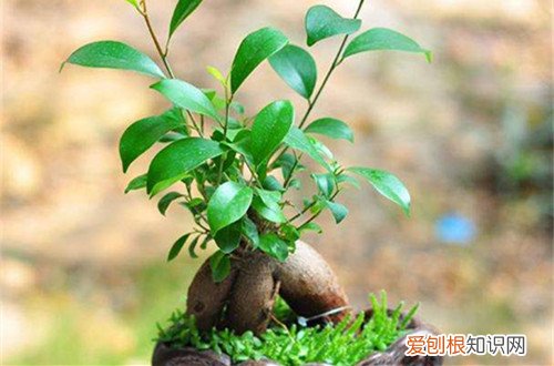 图 人参榕冬天怎么养 怎么浇水