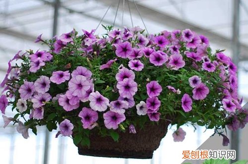图 矮牵牛怎么过冬 矮牵牛冬天怎么养
