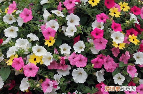 图 矮牵牛怎么过冬 矮牵牛冬天怎么养