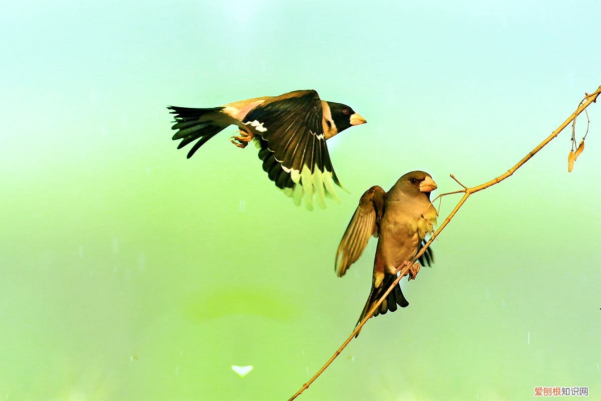 蜡嘴雀什么季节叫，蜡嘴雀一年叫几个月