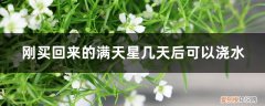 满天星刚种下要浇水嘛 刚买回来的满天星几天后可以浇水，小苗怎么养
