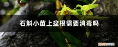 正在开花石斛兰怎样浇水 石斛小苗上盆根需要消毒吗，什么时候开花