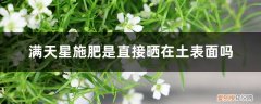 满天星的叶子发黄怎么办 满天星施肥是直接晒在土表面吗，施肥黄叶怎么办