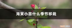 嫁接海棠几年苗可开花 海棠小苗什么季节移栽，不带土移栽能活吗