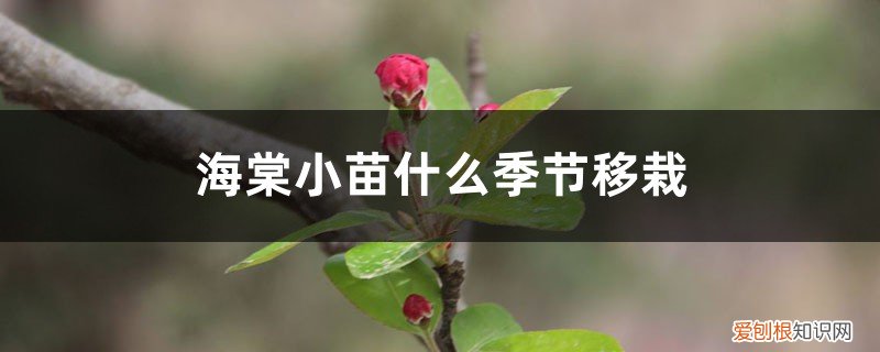 嫁接海棠几年苗可开花 海棠小苗什么季节移栽，不带土移栽能活吗