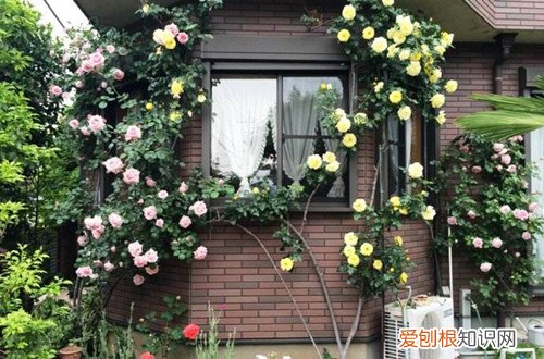 图 爬藤月季怎么搭架子 如何牵引