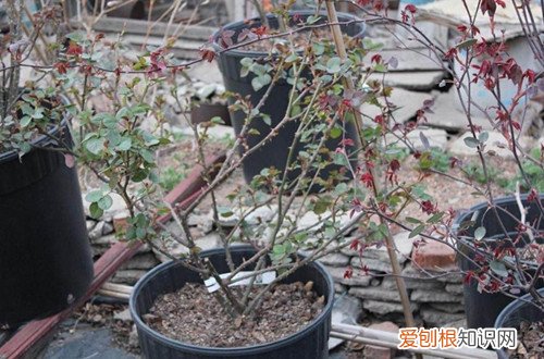 图 爬藤月季怎么搭架子 如何牵引