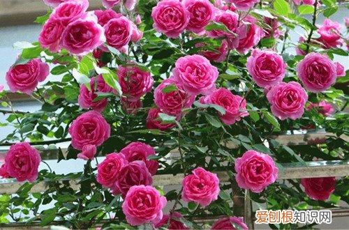 图 爬藤月季的修剪方法和注意事项 爬藤月季怎么修剪