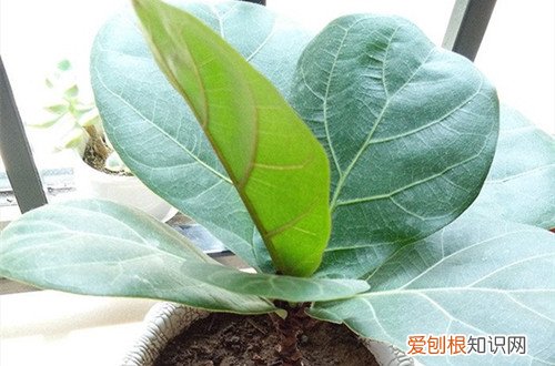 图 琴叶榕叶子怎么修剪 琴叶榕的修剪方法和注意事项