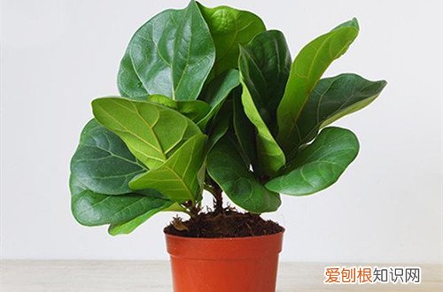 图 琴叶榕叶子怎么修剪 琴叶榕的修剪方法和注意事项
