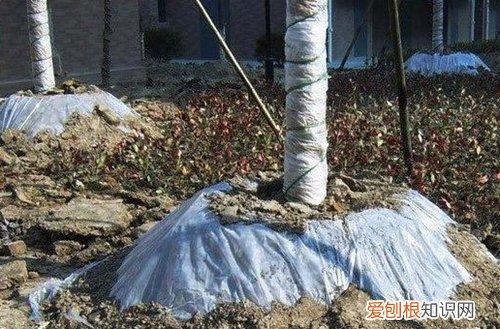 图 桂花树怕冻吗 桂花冬天怎样养护