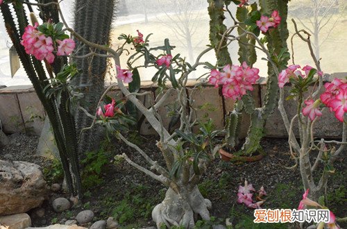 图 沙漠玫瑰怎样种植管理才花开不断(沙漠玫瑰开花怎么养护)