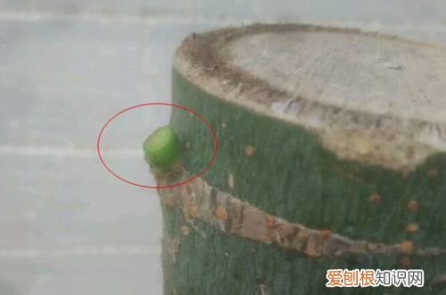 图 怎样使发财树多抽芽 让发财树多发芽的方法和注意事项