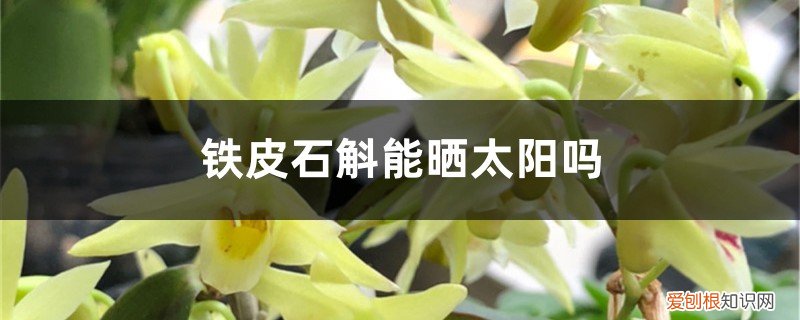 铁皮石斛花可以太阳晒干吗 铁皮石斛能晒太阳吗，晒后会死吗