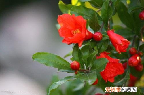图 哪些花卉喜欢碱性的土壤 喜欢碱性土壤的花卉有哪些