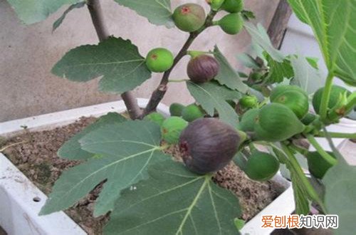 图 哪些花卉喜欢碱性的土壤 喜欢碱性土壤的花卉有哪些