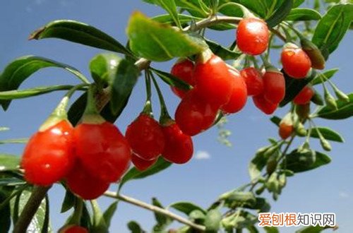 图 哪些花卉喜欢碱性的土壤 喜欢碱性土壤的花卉有哪些