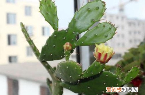 图 哪些花卉喜欢碱性的土壤 喜欢碱性土壤的花卉有哪些