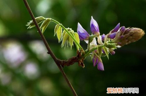 图 哪些花卉喜欢碱性的土壤 喜欢碱性土壤的花卉有哪些