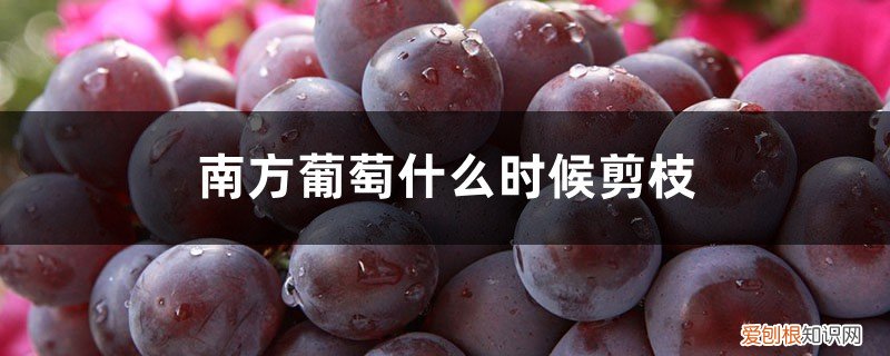 葡萄夏季能剪枝吗 南方葡萄什么时候剪枝，怎么修剪方法