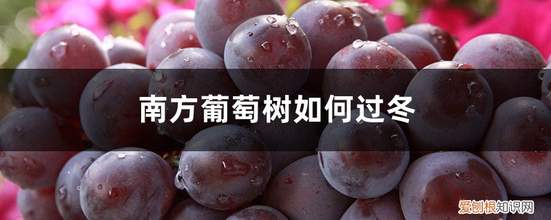 南方葡萄树如何过冬,过冬要做哪些准备工作 南方葡萄树如何过冬，过冬要做哪些准备