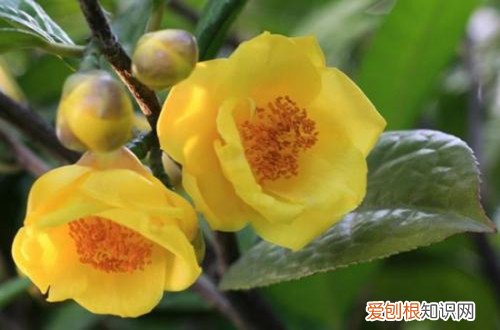 图 哪些花卉喜欢酸性的土壤 喜欢酸性土壤的花卉有哪些