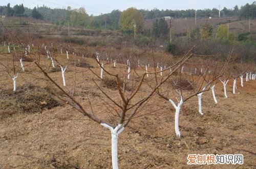 图 北方番石榴树怎么防冻 最好的防冻保暖方法是什么