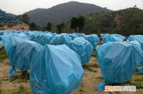 图 北方番石榴树怎么防冻 最好的防冻保暖方法是什么