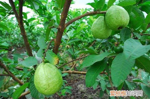 图 北方番石榴树怎么防冻 最好的防冻保暖方法是什么