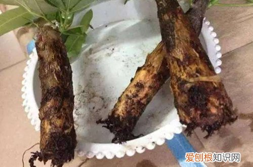 图 发财树没根了还能活吗 没根的发财树怎么处理