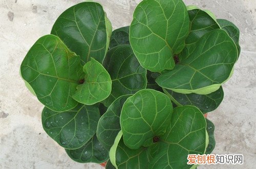 图 琴叶榕什么时候换盆 琴叶榕怎么换盆、注意事项有哪些