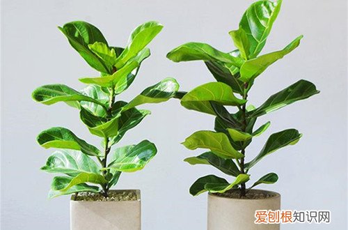 图 琴叶榕什么时候换盆 琴叶榕怎么换盆、注意事项有哪些