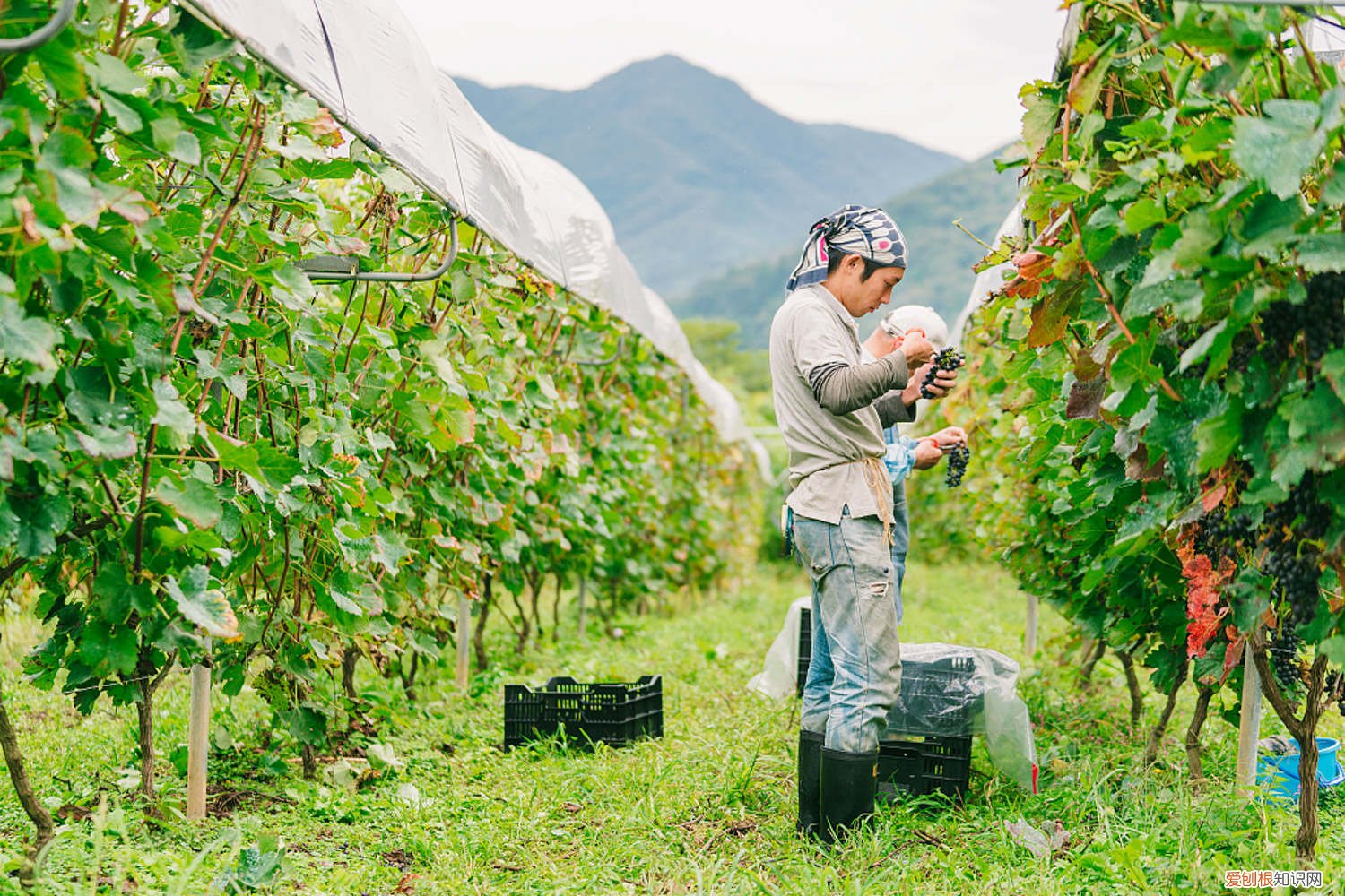 对当年扦插的葡萄苗怎样管理 葡萄扦插苗几年能结果，扦插苗的后期管理
