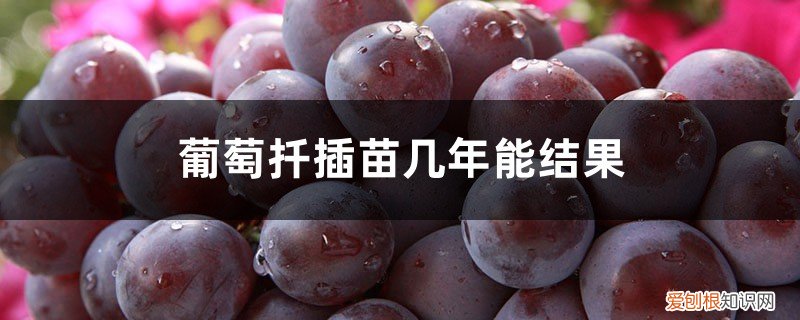 对当年扦插的葡萄苗怎样管理 葡萄扦插苗几年能结果，扦插苗的后期管理