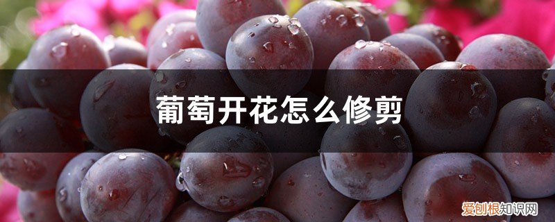 葡萄开花后怎么修枝 葡萄开花怎么修剪，结果后怎么修剪