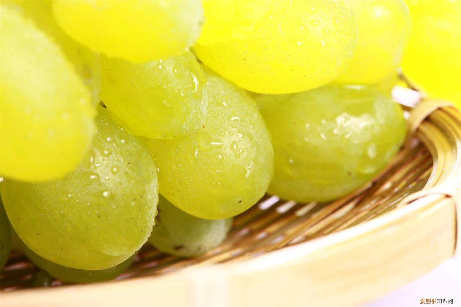 葡萄施肥离树根多远 葡萄施肥距离根部多远，施肥的位置和深度